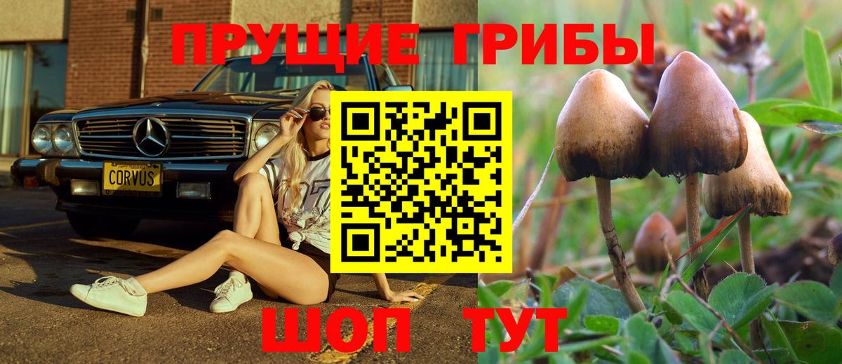 Галлюциногенные грибы MAGIC MUSHROOMS  Вход с VPN  Кудрово  Галлюциногенные грибы Cubensis 